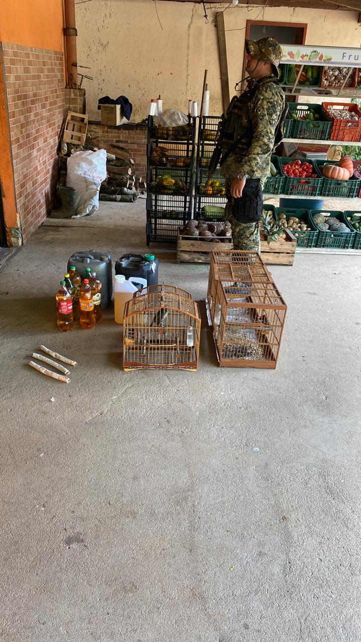 Bananas de dinamite, armas e pássaros são apreendidos após denúncia ao Linha Verde em Nova Friburgo 